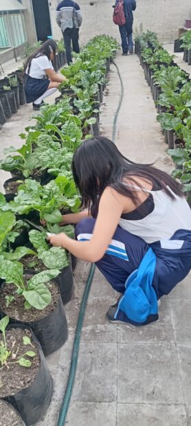 Jornada de Cosecha y venta de Hortalizas